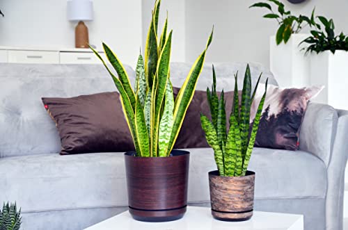Elegante maceta con aspecto oxidado de 26 cm con plato de drenaje Korad junto a otra plantasobre mesa en interior