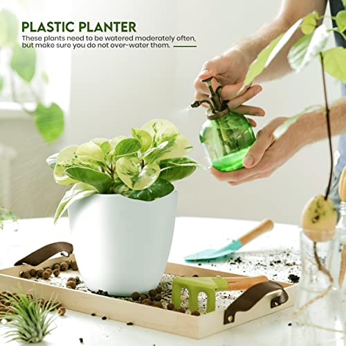 Cuidados de la planta de la maceta de plástico blanca en ambiente interior Utopia Home