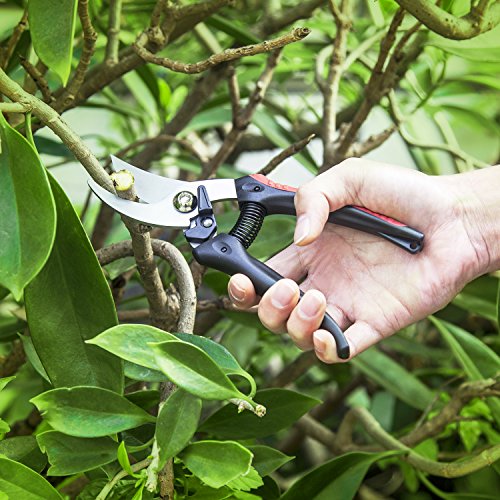 Cortando ramas con las Tijeras de podar Profesionales de aleación de Acero al Carbono, afiladas, con Hoja de Bypass, Negro y Rojo. ZEM JO0001. JEOutdoors