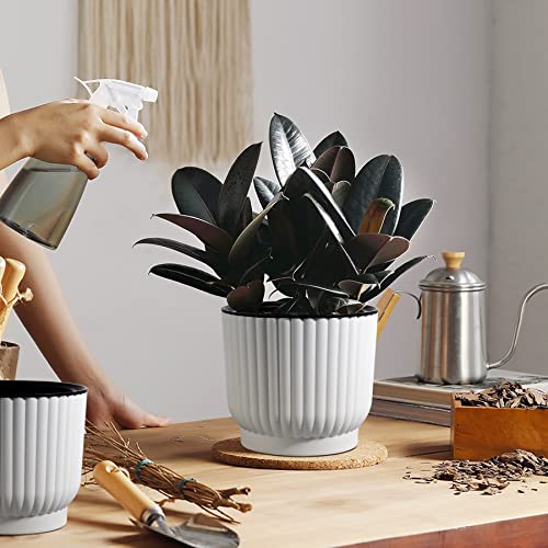 Cuidado de una de las plantas en maceta de interior