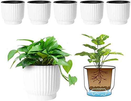 Pack de 6 macetas con 2 de ellas con plantas sobre fondo blanco