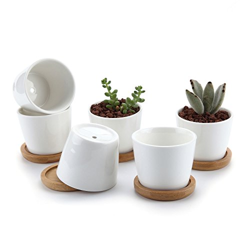 Juego de 6 macetas de cerámica blanca pequeñas para cactus o pequeñas plantas con bandejas de T4u sobre fondo blanco