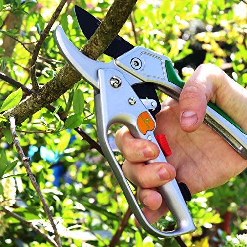 Cortando ramas con la Tijera Recoletora de podar Yunque con Trinquete. Cortarramas Profesional CÓNDOR 20cm. GRÜNTEK